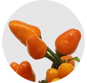 Капсикум Оранж Кэнди (Capsicum Orange Candy)