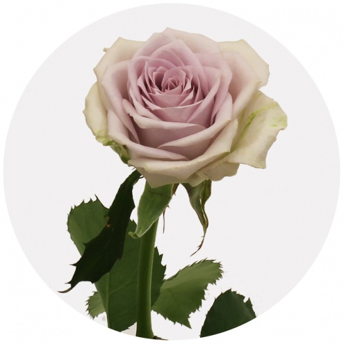 Роза Пятая авеню (Fifth Avenue) Роза Пятая авеню (Fifth Avenue)