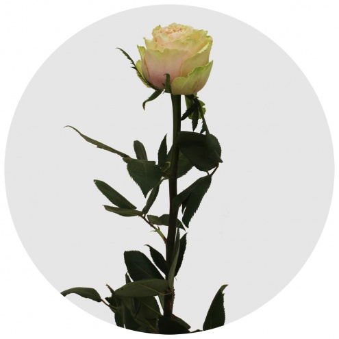 Роза Белл Катарина (Bell Katharina) Роза Белл Катарина (Bell Katharina)