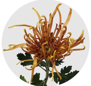 Хризантема одноголовая Кобра (Cobra)