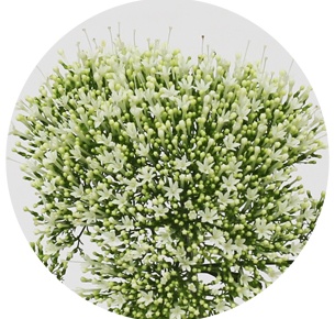 Трахелиум белый