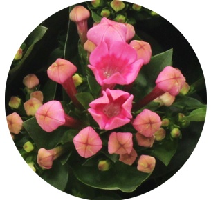 Бовардия розовая