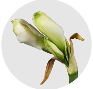 Амариллис белый