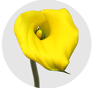 Калла мини Голд медал (Gold Medal)