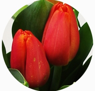  Тюльпан Палаццо (Palazzo)