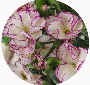  Гвоздика кустовая Соломио Тино (Dianthus Solomio Tino)
