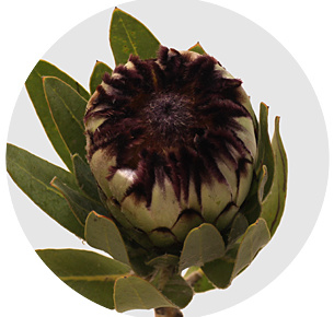 Протея Ниобе (Niobe)