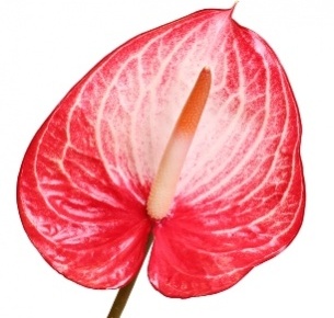 Антуриум Сингита (Singita)