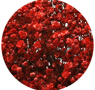 Гипсофила крашеная красная