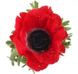 Анемон красный