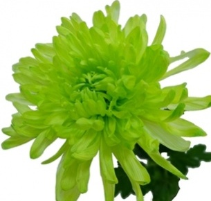 Хризантема одноголовая Антонов лайм крашеный (Antonov lime)