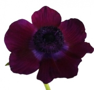 Анемон темно-фиолетовый