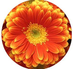 Гербера Джокер (Joker)