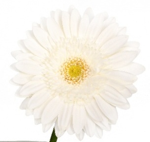 Гербера Бианка (Bianca)