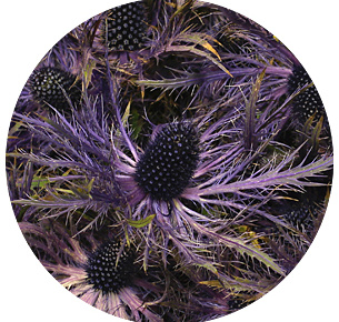 Эрингиум альпийский (Еryngium alpinum)