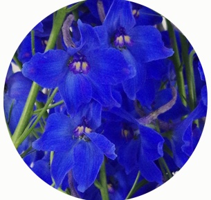 Дельфиниум Волкерфриден (Volkerfrieden) синий