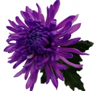 Хризантема одноголовая Антонов милка крашеный (Antonov milka)