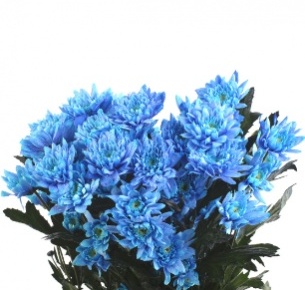 Хризантема кустовая Евро крашеная синяя (Euro pnt blue)