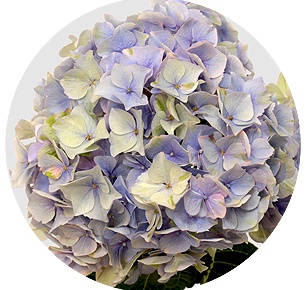 Гортензия Марцепан милка (Marsepein Milka)