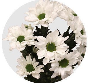 Хризантема кустовая Чик экстра (Chic Extra)