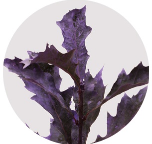 Лист дуба крашеный матовый сиреневый