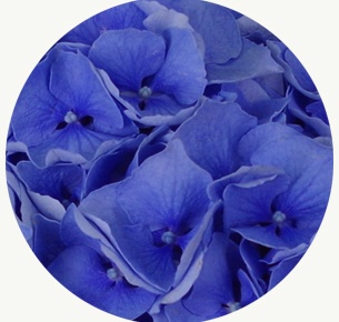 Гортензия голубая