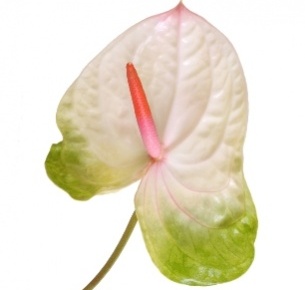 Антуриум Акура (Acura)