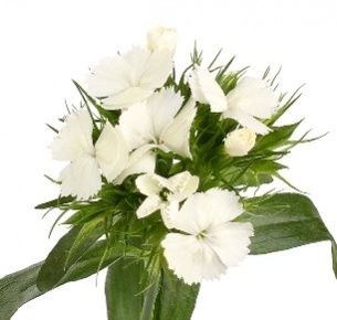 Диантус барбатус белый