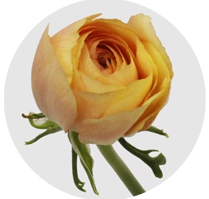 Ранункулус Салмон (Salmon)