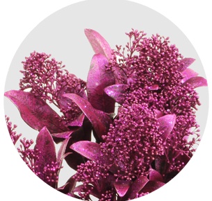 Скиммия крашеная розовый металлик (Metal Pink)