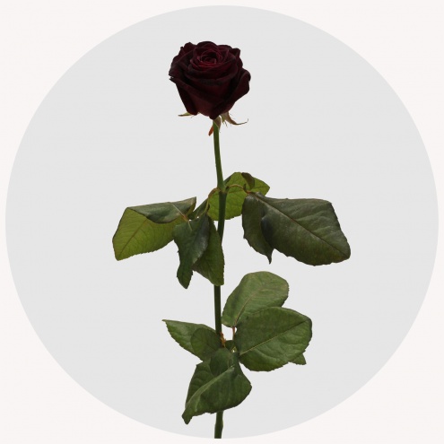 Роза Блэк Баккара (Black Baccara) Роза Блэк Баккара (Black Baccara)