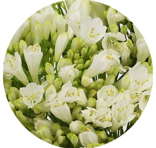 Агапантус белый