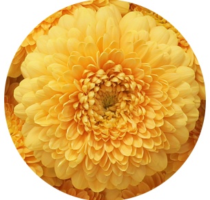 Гербера мини Пичи (Peachy)