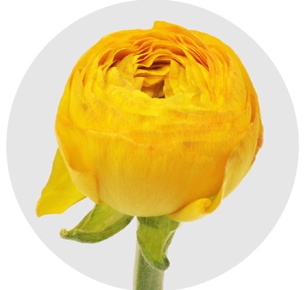 Ранункулус Клуни жёлтый (Clooney Yellow)