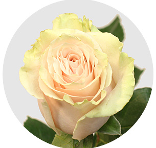 Роза Пинк Мондиаль (Pink Mondial) Роза Пинк Мондиаль (Pink Mondial)