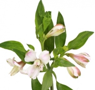 Альстромерия белая