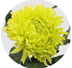 Хризантема одноголовая Грин Вандер (Green Wonder)