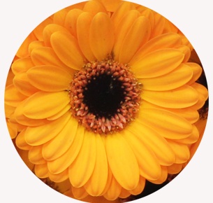 Гербера мини Начо (Nacho)