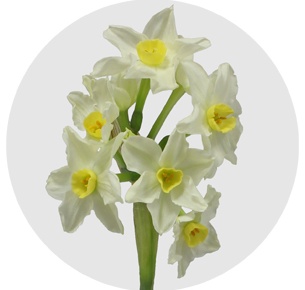 Нарцисс Карлтон (Сarlton)