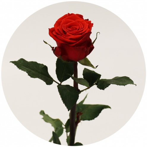 Роза Брайт тоурч (bright torch) Роза Брайт тоурч (bright torch)