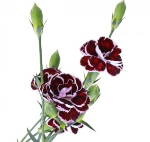 Гвоздика кустовая бело-бордовая