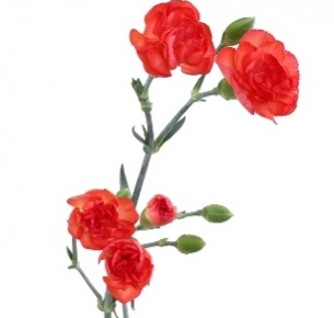 Гвоздика кустовая лососевая