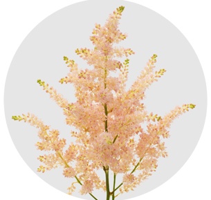 Астильба Европа (Europa)