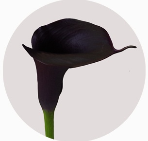 Калла Шварцвальдер (Calla Schwarzwalder)