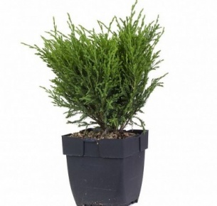 Можжевельник (Juniperus "Andorra compact")