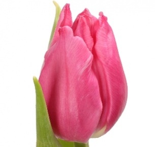 Тюльпан лиловый mix (Lila mix)