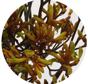 Анигозантос оранжевый (Anigozanthos orange)