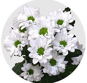 Хризантема кустовая Сантини Баунсер (Santini Bаunser)