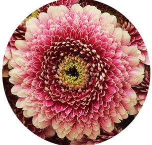 Гербера мини Помпони Гала (Pomponi Gala)