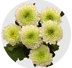 Хризантема кустовая Сантини Соланж (Solange)